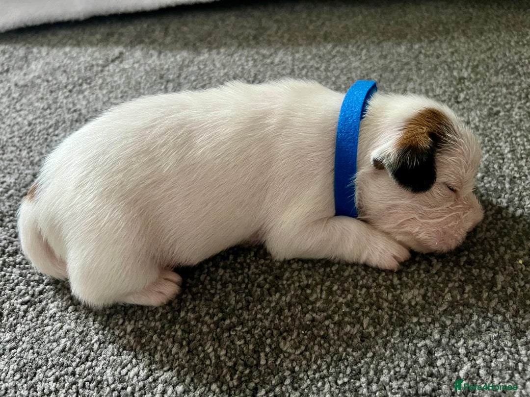 Mixed Breed dogs for sale: beautiful jack-Tzu puppies  - Image 7