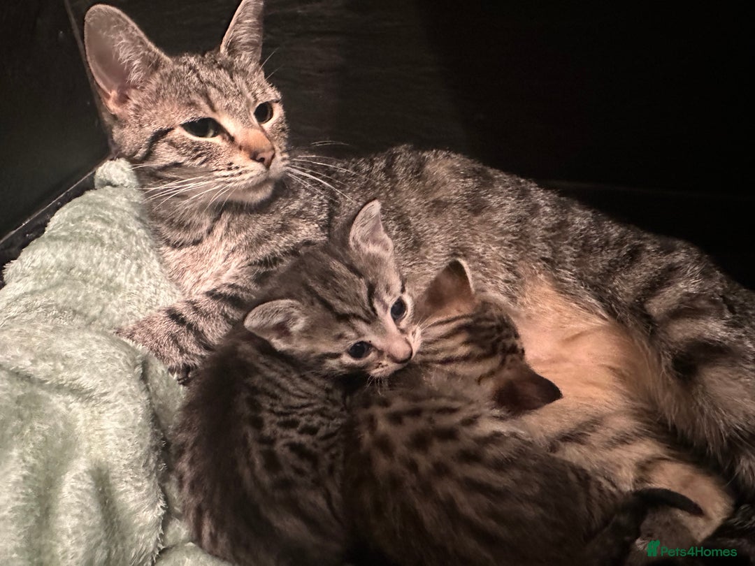 Mixed Breed cats for sale: Placid Tabby Girls  - Image 16