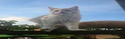 Maine Coon cats for sale: Beautiful Mainecoon kittins to sale - Advert 15