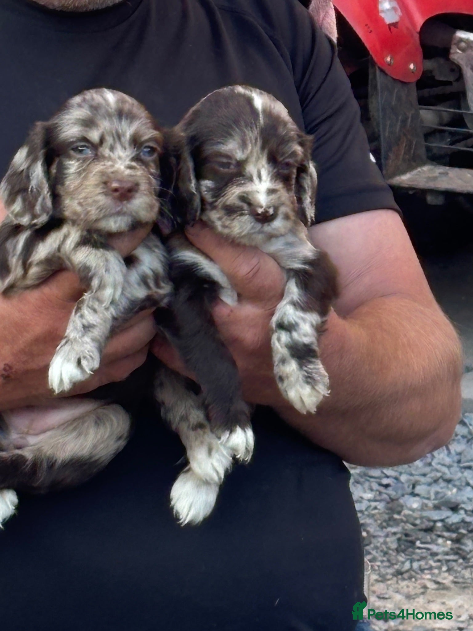 Cocker Spaniel dogs Roan cocker spaniel pups  - Advert 4