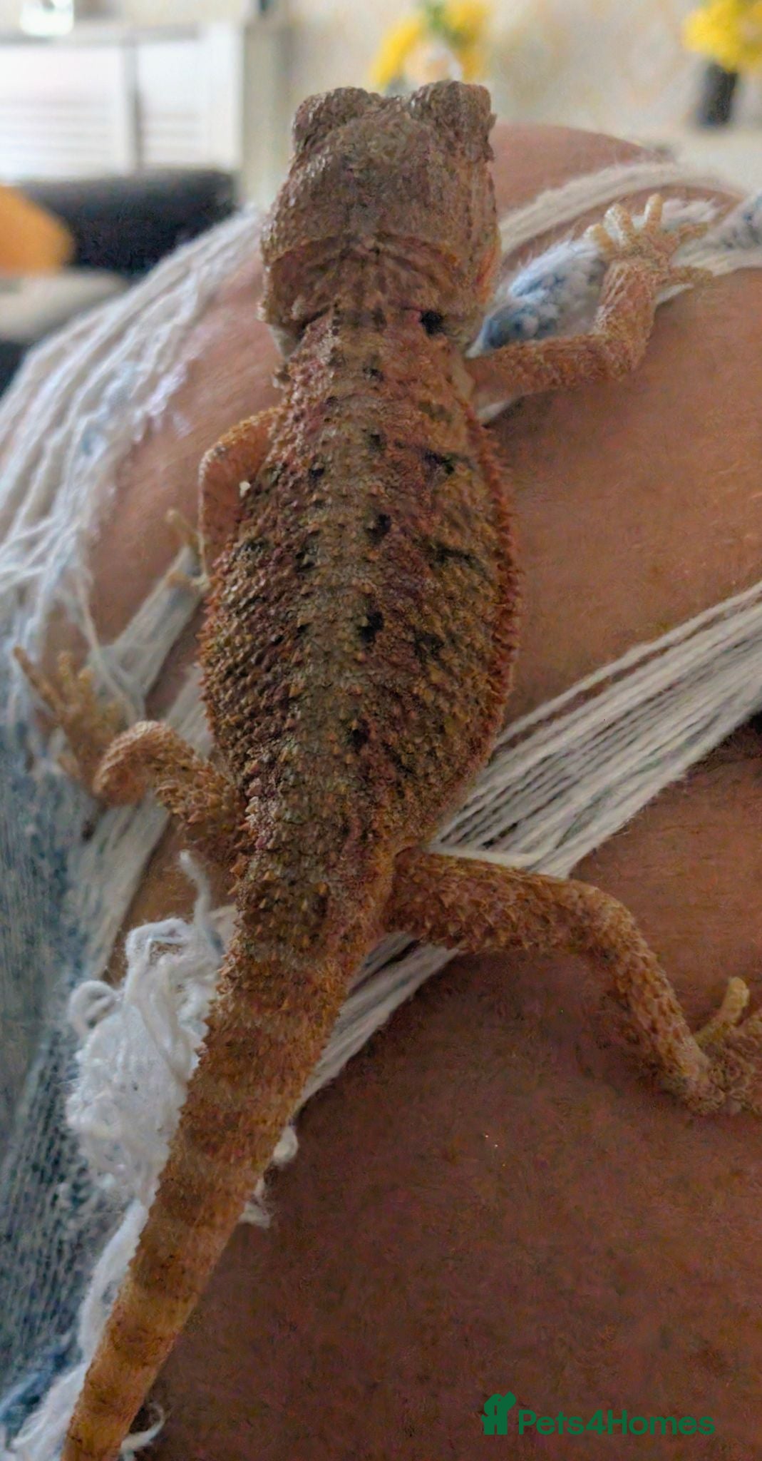 Bearded Dragon reptiles Hand tame - Advert 20
