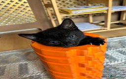 Mixed Breed cats for sale: Adorable kitty For black cat lovers  - Image 4