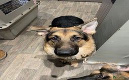 German Shepherd dogs for sale: REX - German Shepherd Boy - 15 months old  - Image 12