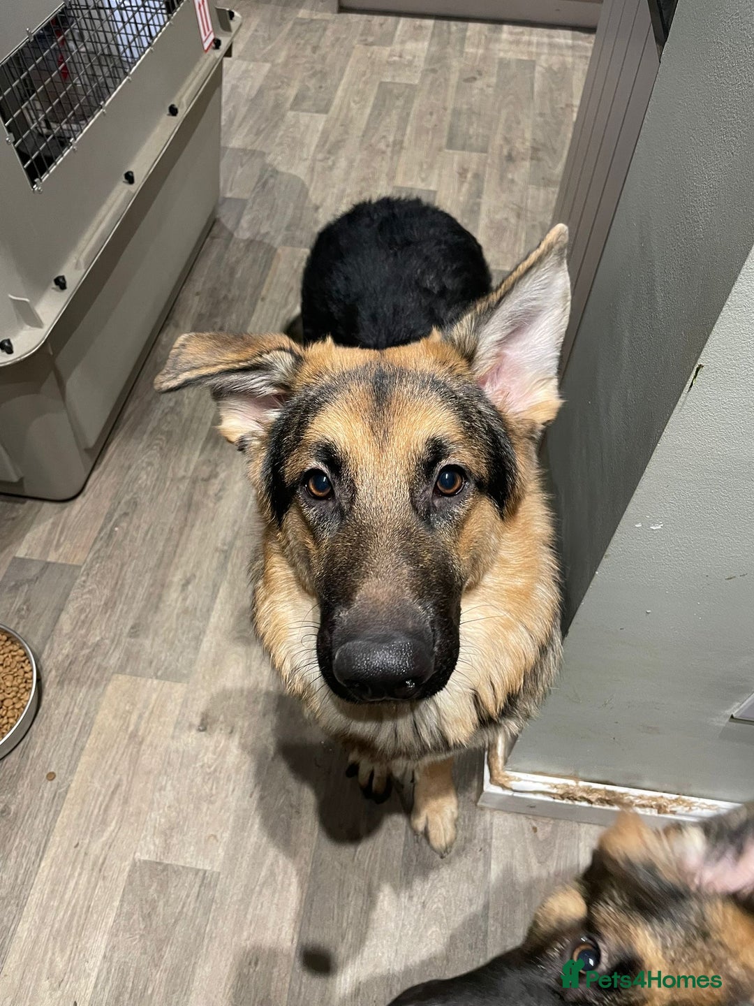 German Shepherd dogs for sale: REX - German Shepherd Boy - 15 months old  - Image 12
