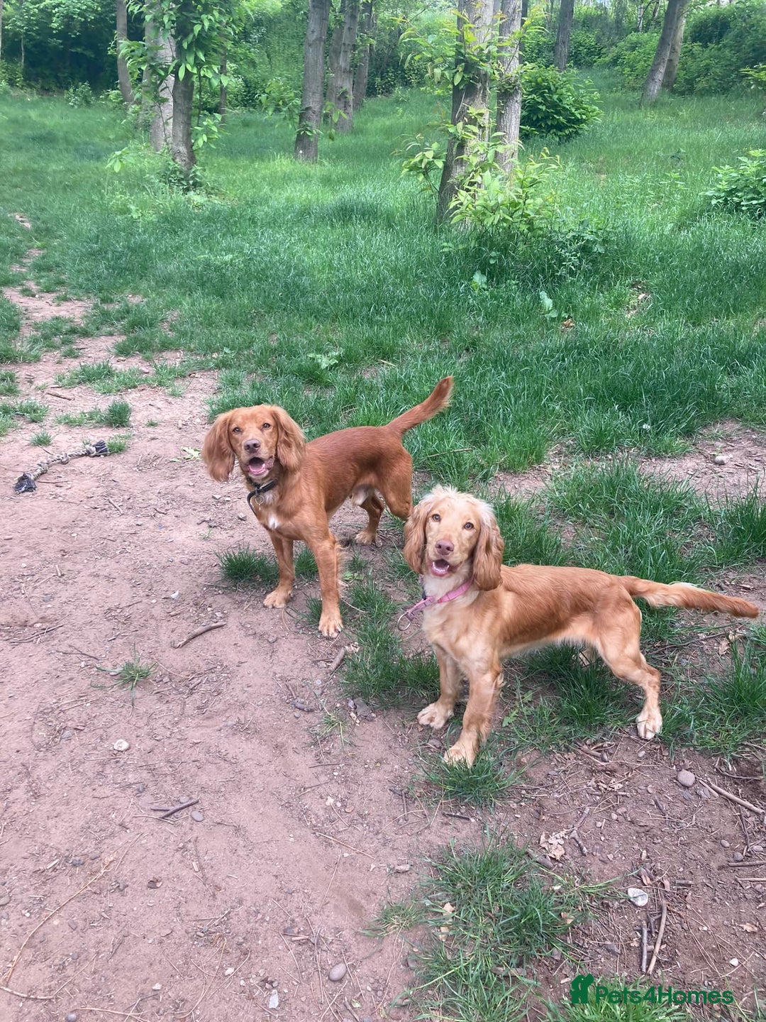 Cocker Spaniel dogs for sale: Stunning dark fox red and golden cockers - Advert 2