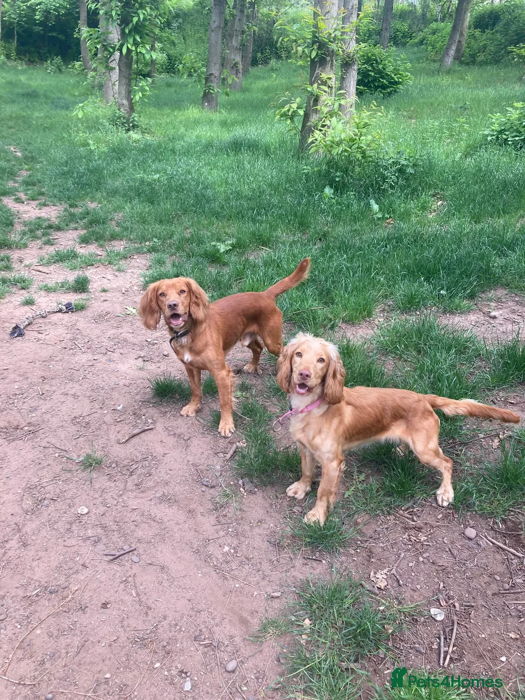 Cocker Spaniel dogs for sale: Stunning dark fox red and golden cockers - Advert 2