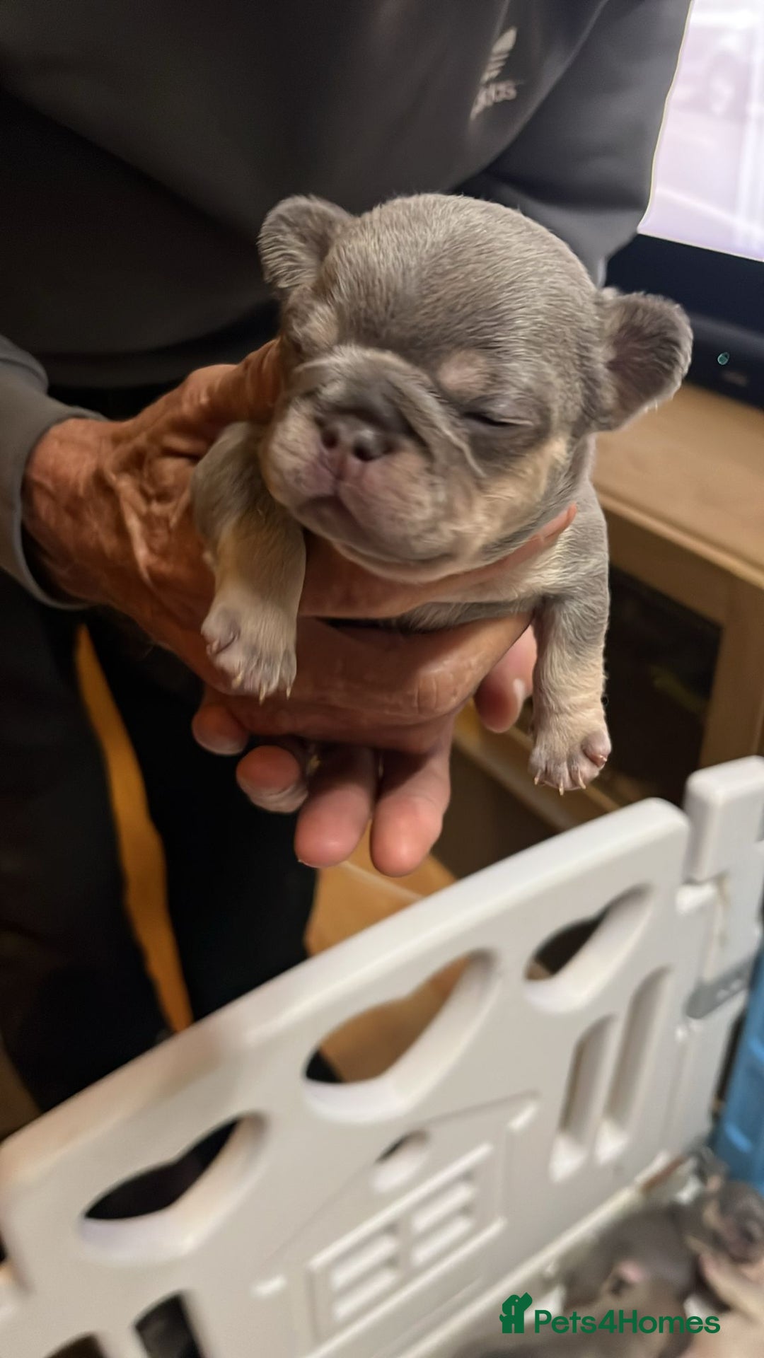 French Bulldog dogs for sale: 7 Stunning Babies ❤️💙 - Image 28