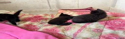 Mixed Breed cats for sale: 3 fluff babies  in Liverpool - Advert 6