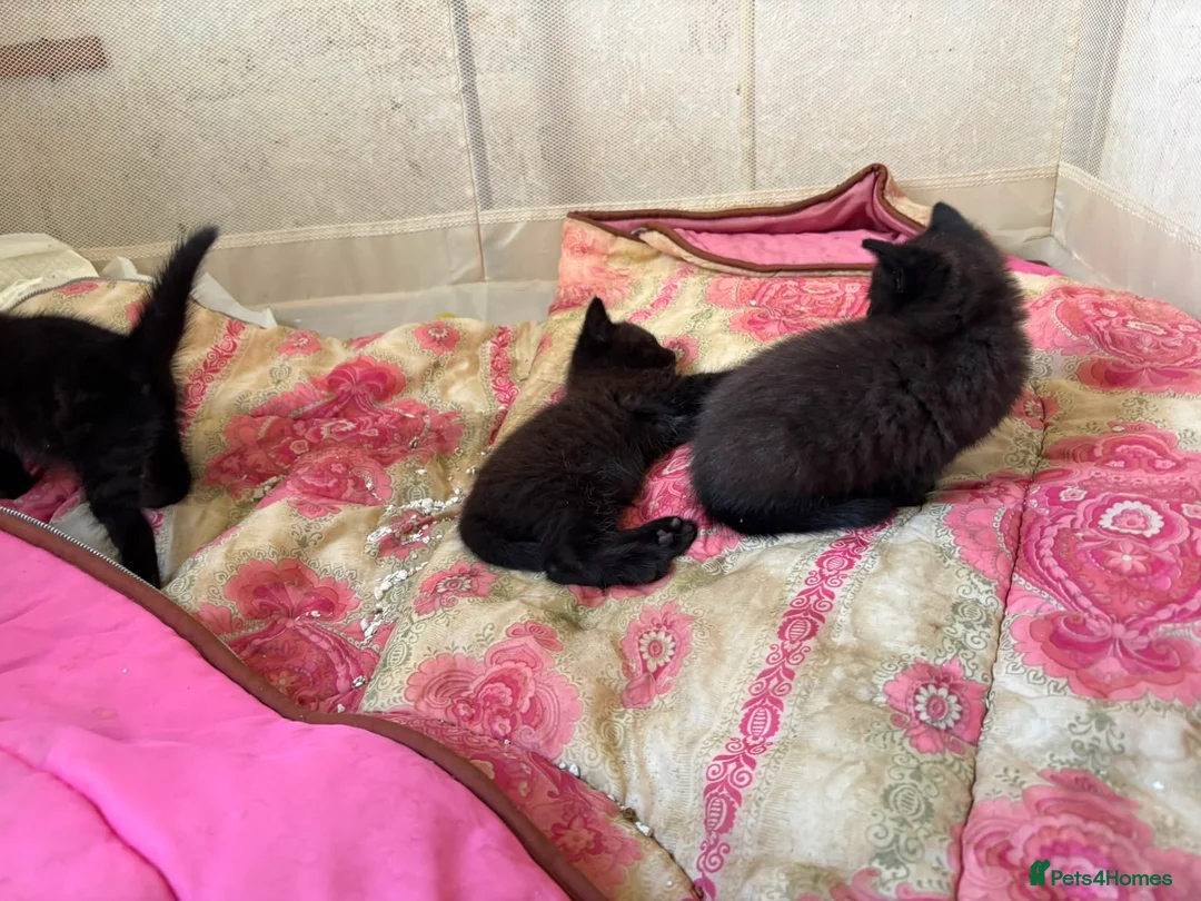 Mixed Breed cats for sale: 3 fluff babies  in Liverpool - Advert 6