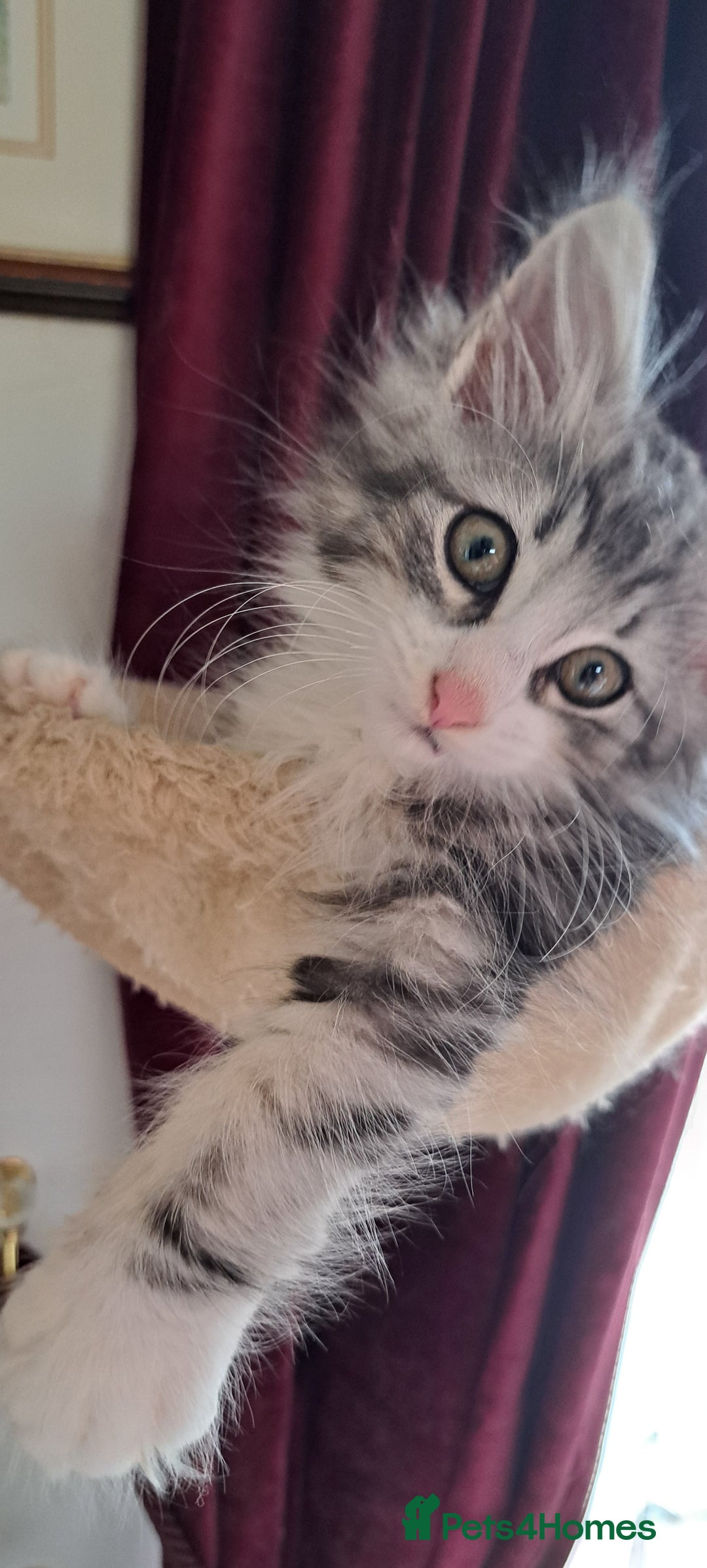 Norwegian Forest Cat cats for sale: Full Norwegian forest cat kittens - Image 13