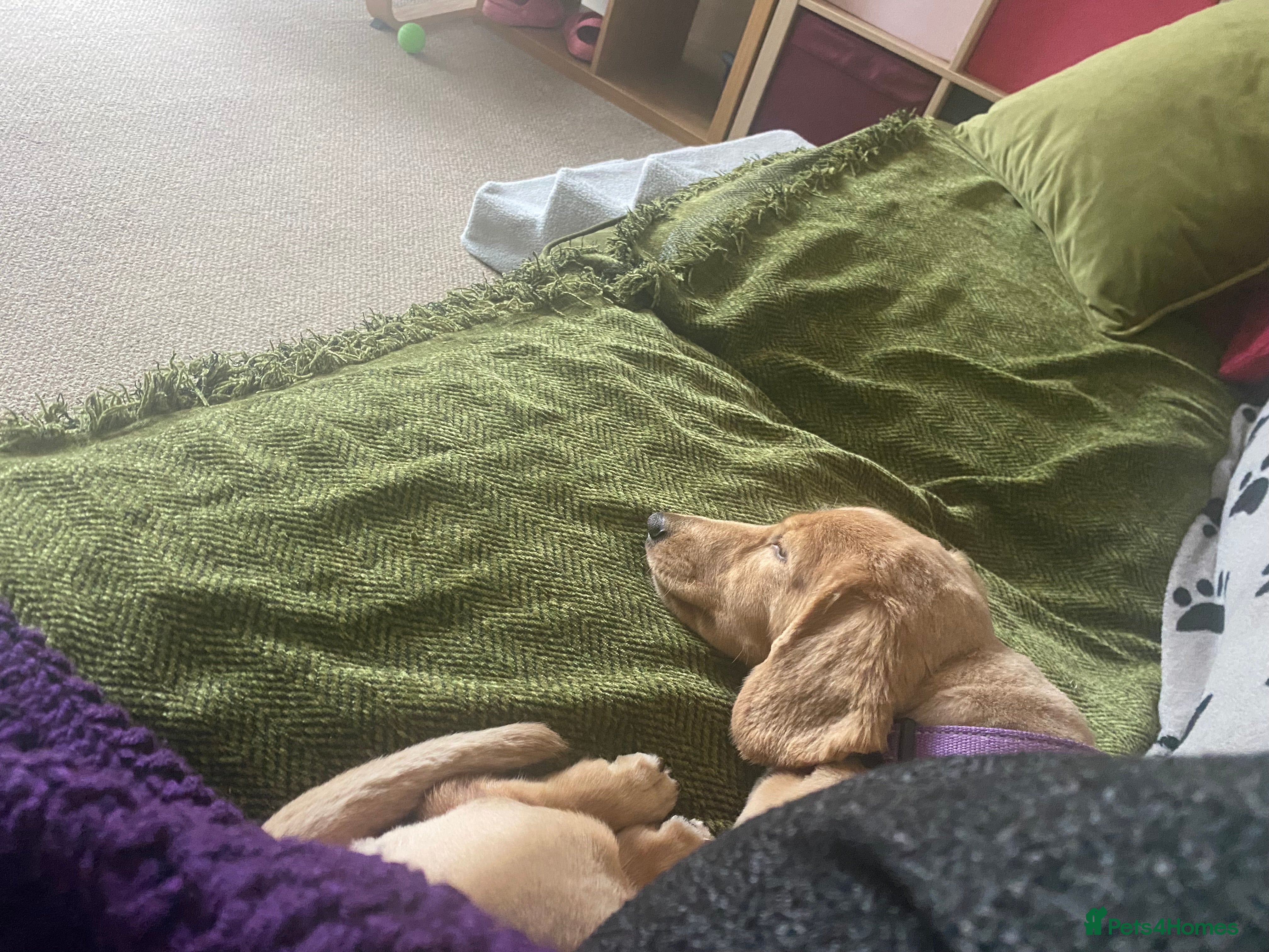 Miniature Dachshund dogs Stud Service Only - Advert 1