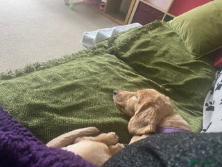 Miniature Dachshund dogs Stud Service Only - Advert 10