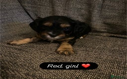 Cavapoo dogs for sale: Beautiful F1 cavapoos phantom 3 girls left 💜💖❤️ - Image 9