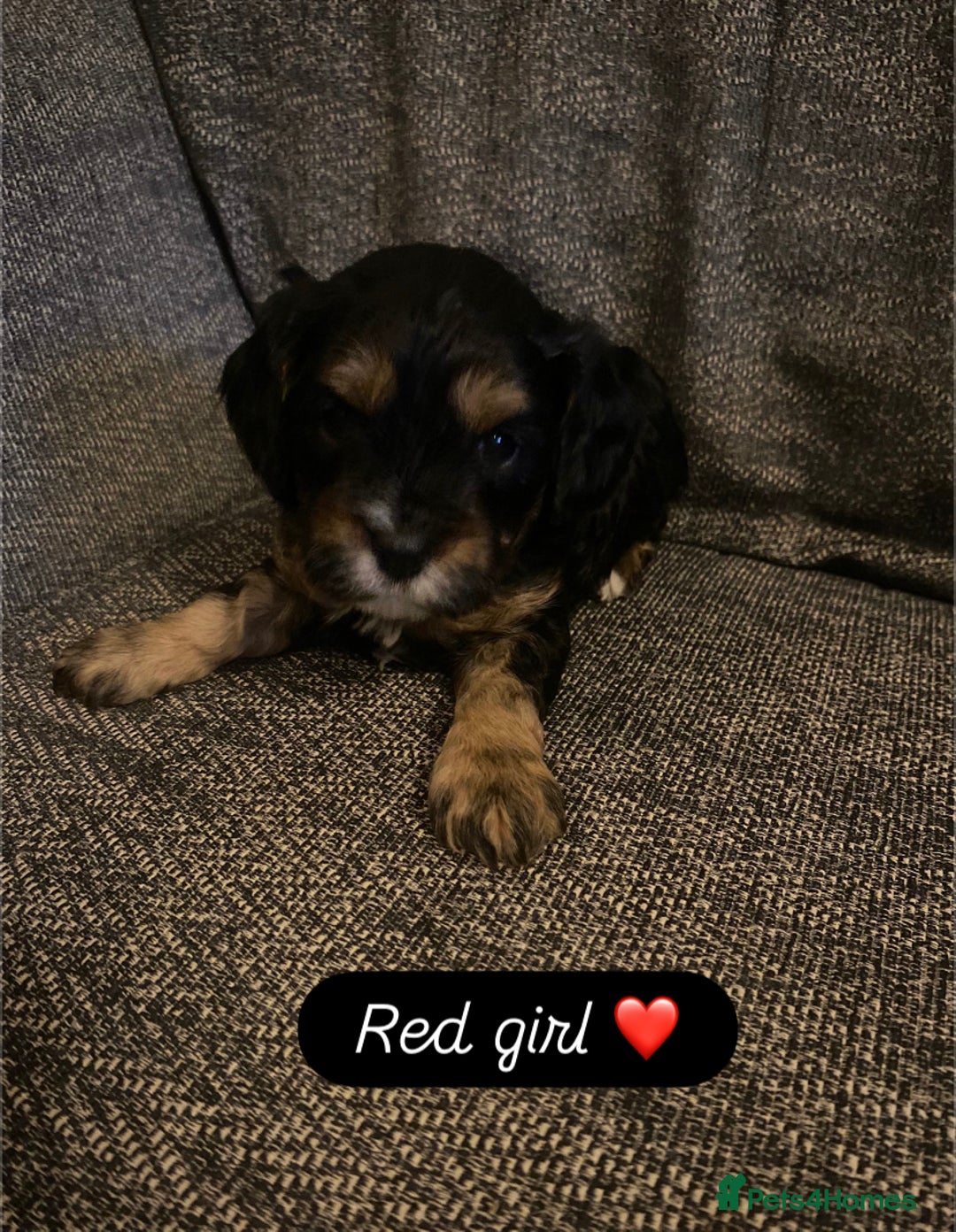 Cavapoo dogs for sale: Beautiful F1 cavapoos phantom 3 girls left 💜💖❤️ - Image 9
