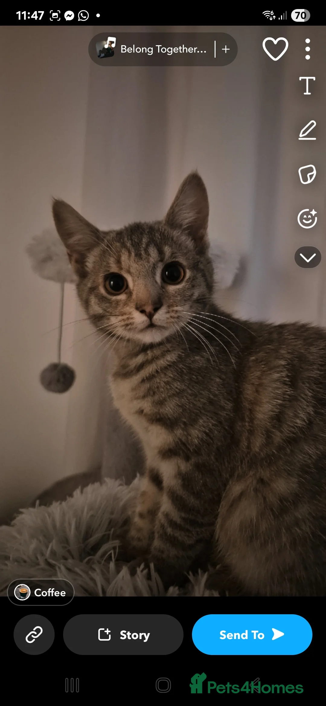 Mixed Breed cats for sale: 2 kittens to go together  - Advert 1