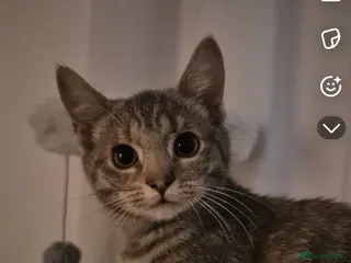 Mixed Breed cats 2 kittens to go together - Advert 1