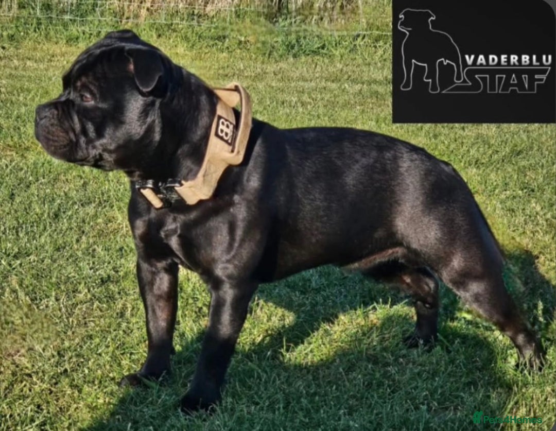 Staffordshire Bull Terrier dogs for sale: KC Registered Mr T & Luminastaffs Puppies - Image 28