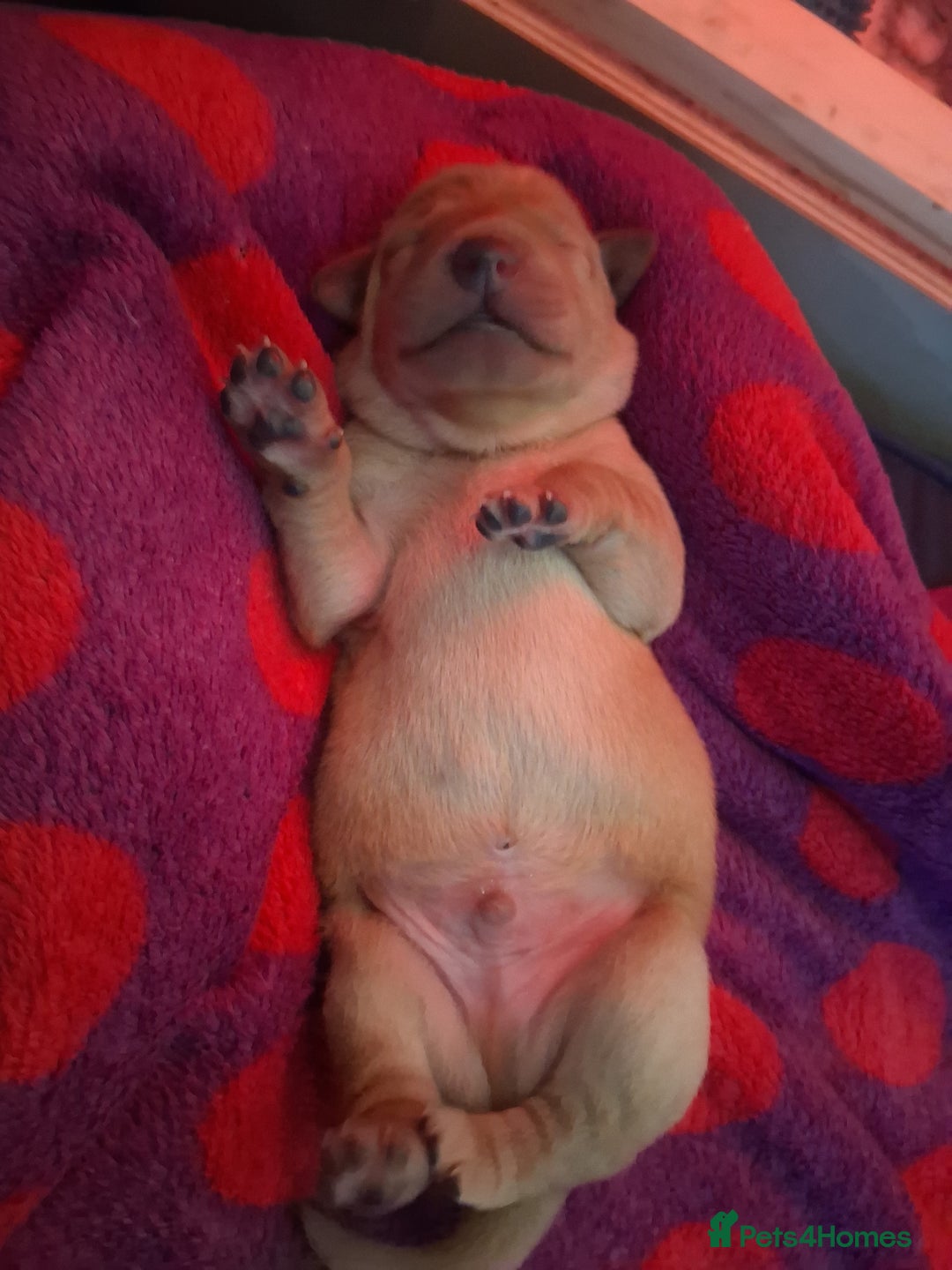 Labrador Retriever dogs for sale: Fox red / yellow KC registered labrador pups - Advert 2