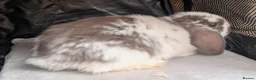 Mini Lop rabbits for sale: Beautiful litter of Mini lop bunnies  - Advert 19