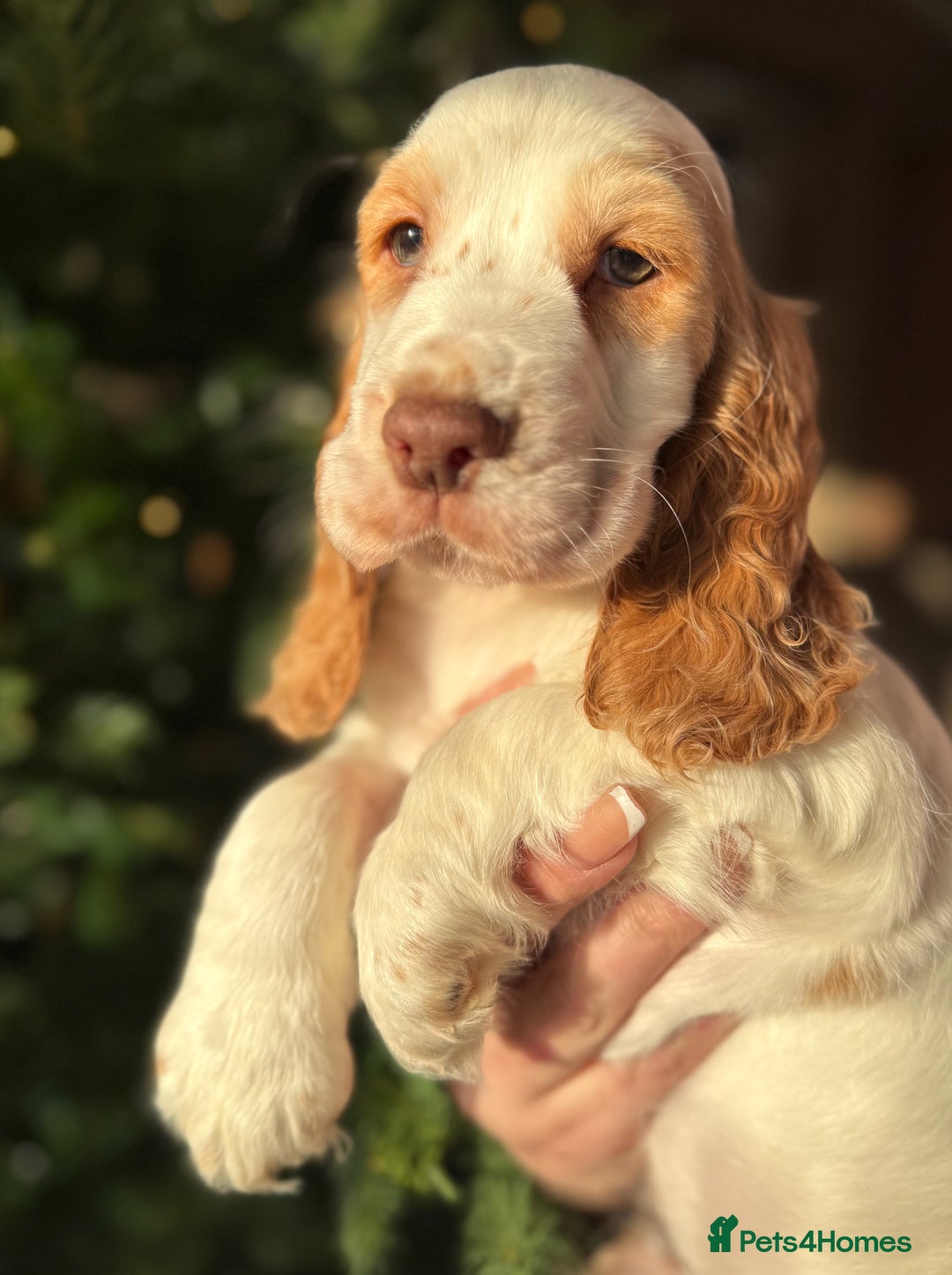 Cocker Spaniel dogs for sale: Stunning orange & white show cocker Girls  - Advert 2