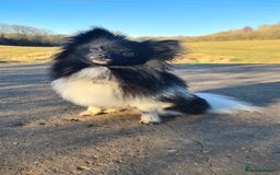 Pomchi dogs for stud: Pomchi Male For Stud in Nottingham - Image 2