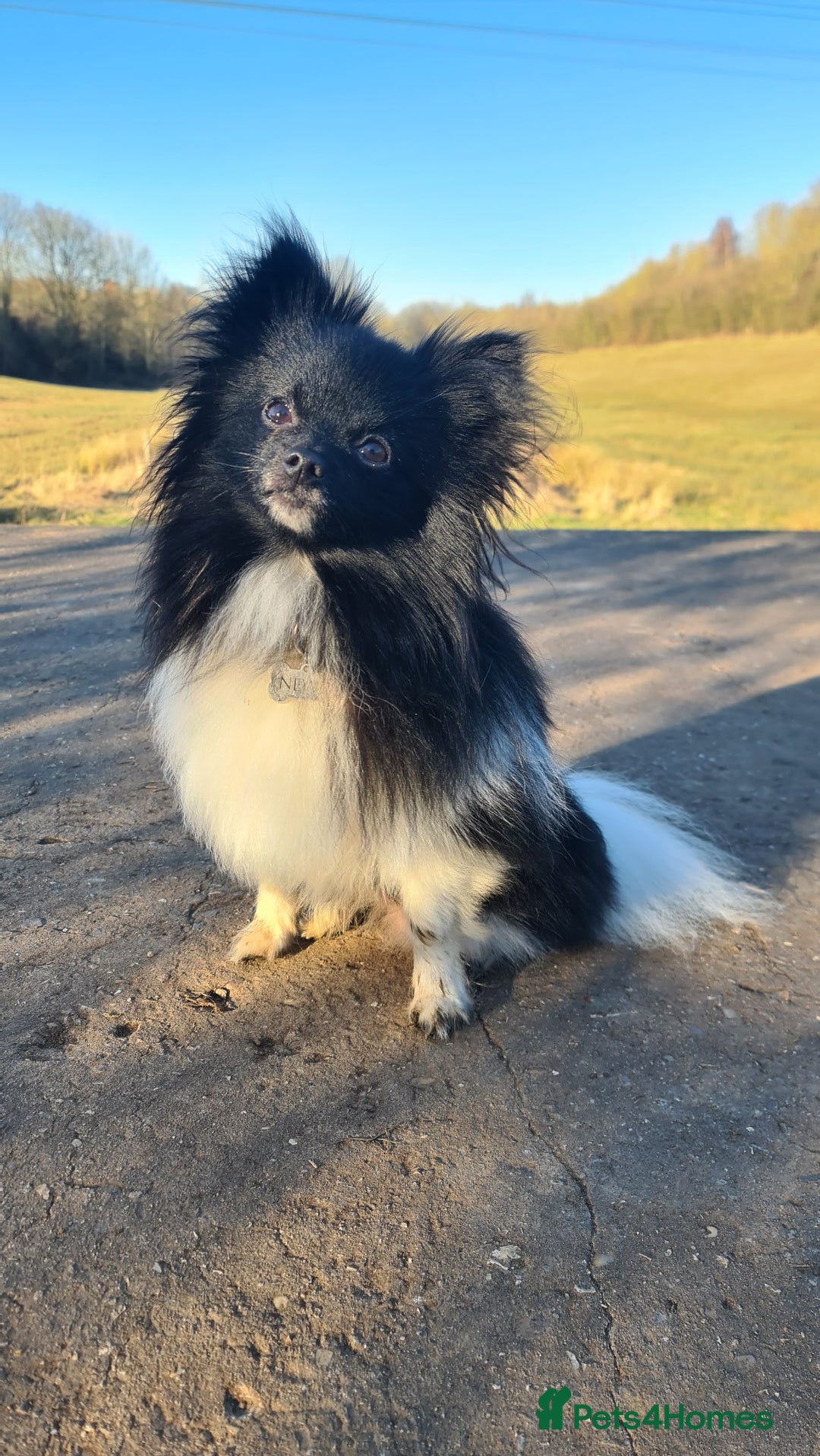 Pomchi dogs for stud: Pomchi Male For Stud in Nottingham - Image 2