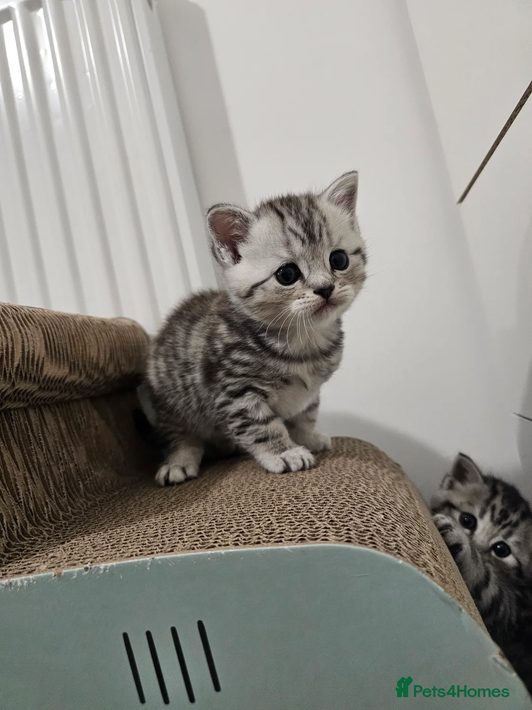 Mixed Breed cats for sale: Scottish Fold Mix Kittens for Sale - Advert 2