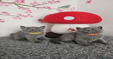 British Shorthair cats - Advert 5