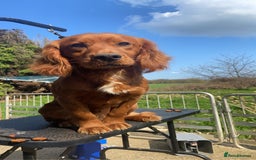 Cockapoo dogs for sale: 1 Beautiful Fox Red Boy Cockapoo Left  - Advert 2