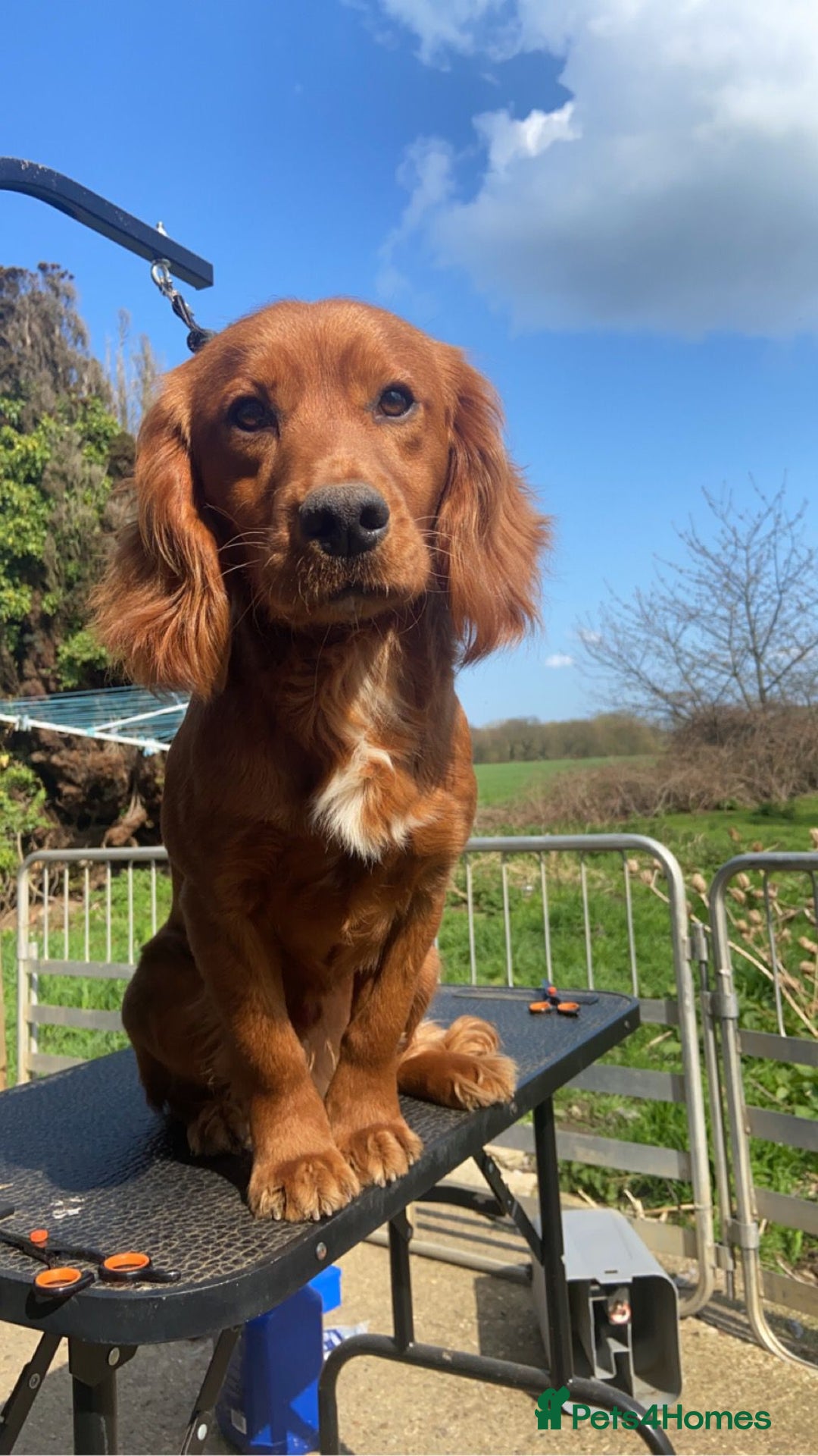 Cockapoo dogs for sale: 1 Beautiful Fox Red Boy Cockapoo Left  - Advert 2