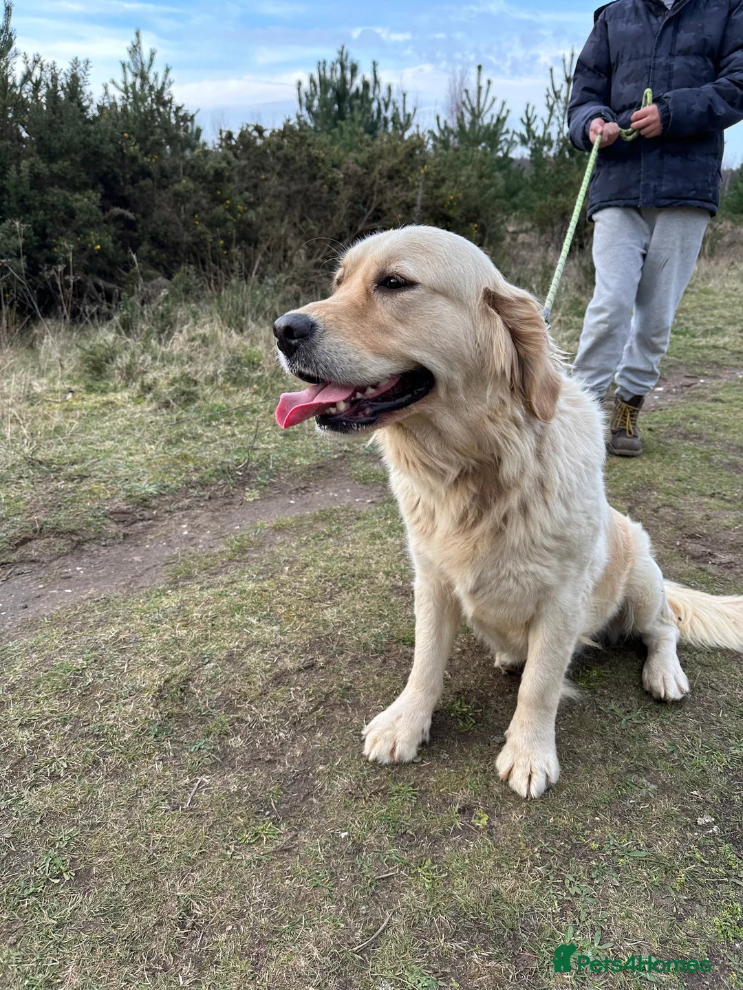 Golden Retriever dogs for sale: 35*GEN KC/FCI Dad Champion Health Certificated - Advert 5