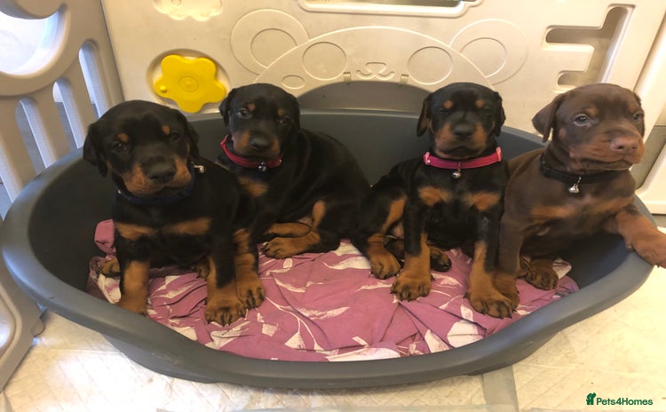 Dobermann dogs - Advert 1