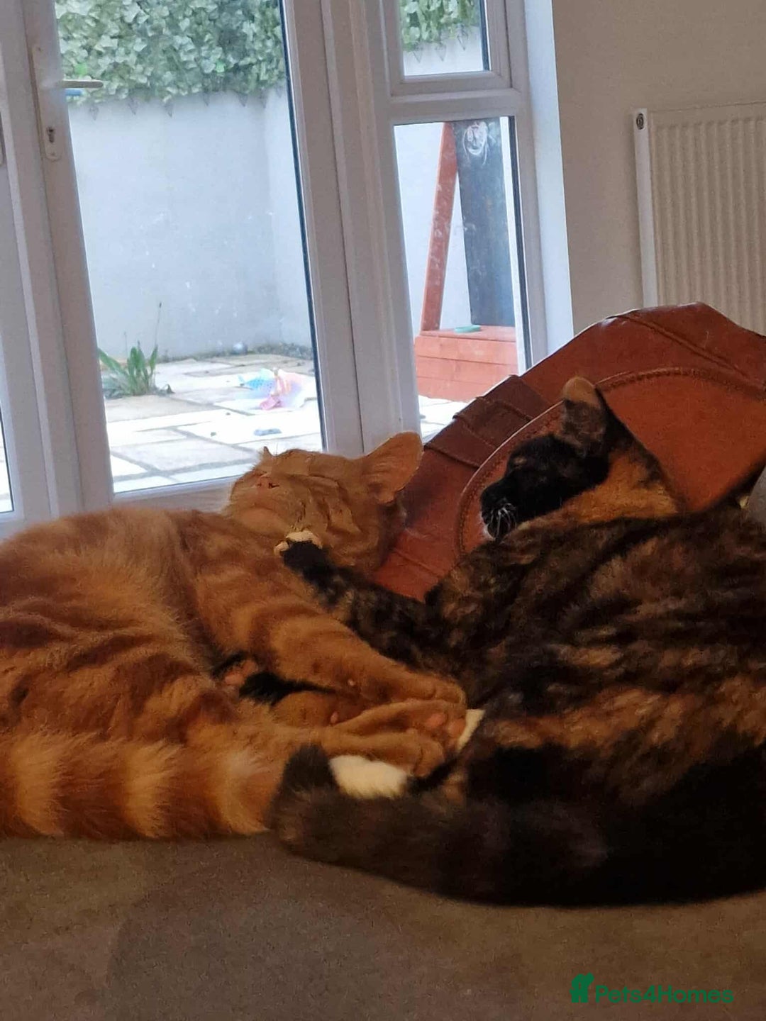 Mixed Breed cats for sale: 2 adult cats need a new home - Image 3