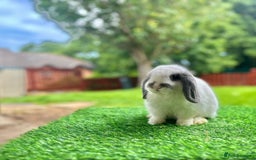 Mini Lop rabbits for sale: Mini Lop Male 12 weeks old - Image 1