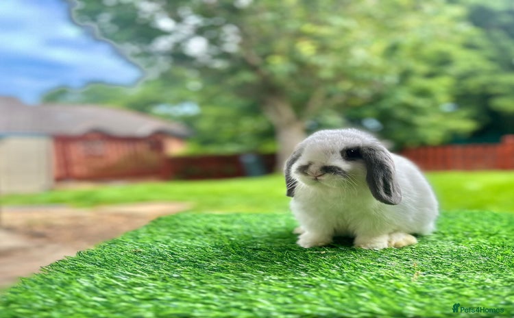 Mini Lop rabbits - Advert 8