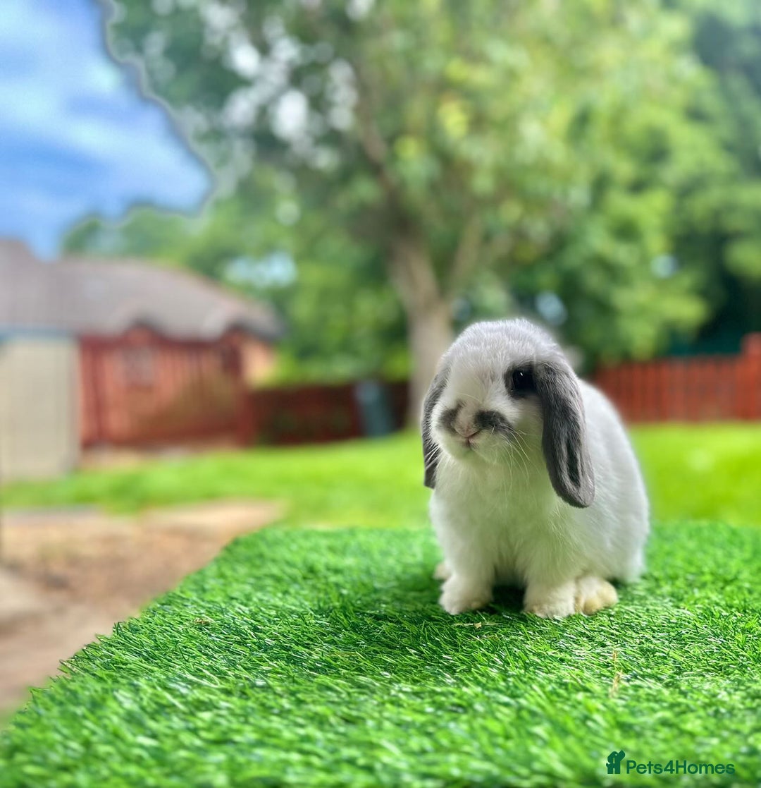 Mini Lop rabbits for sale: Mini Lop Male 12 weeks old - Image 1