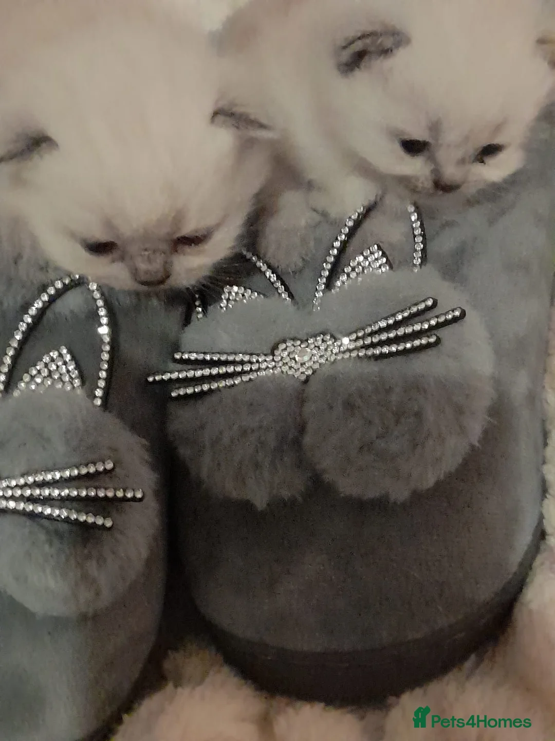 British Shorthair cats for sale: British shorthair kittens - Advert 9