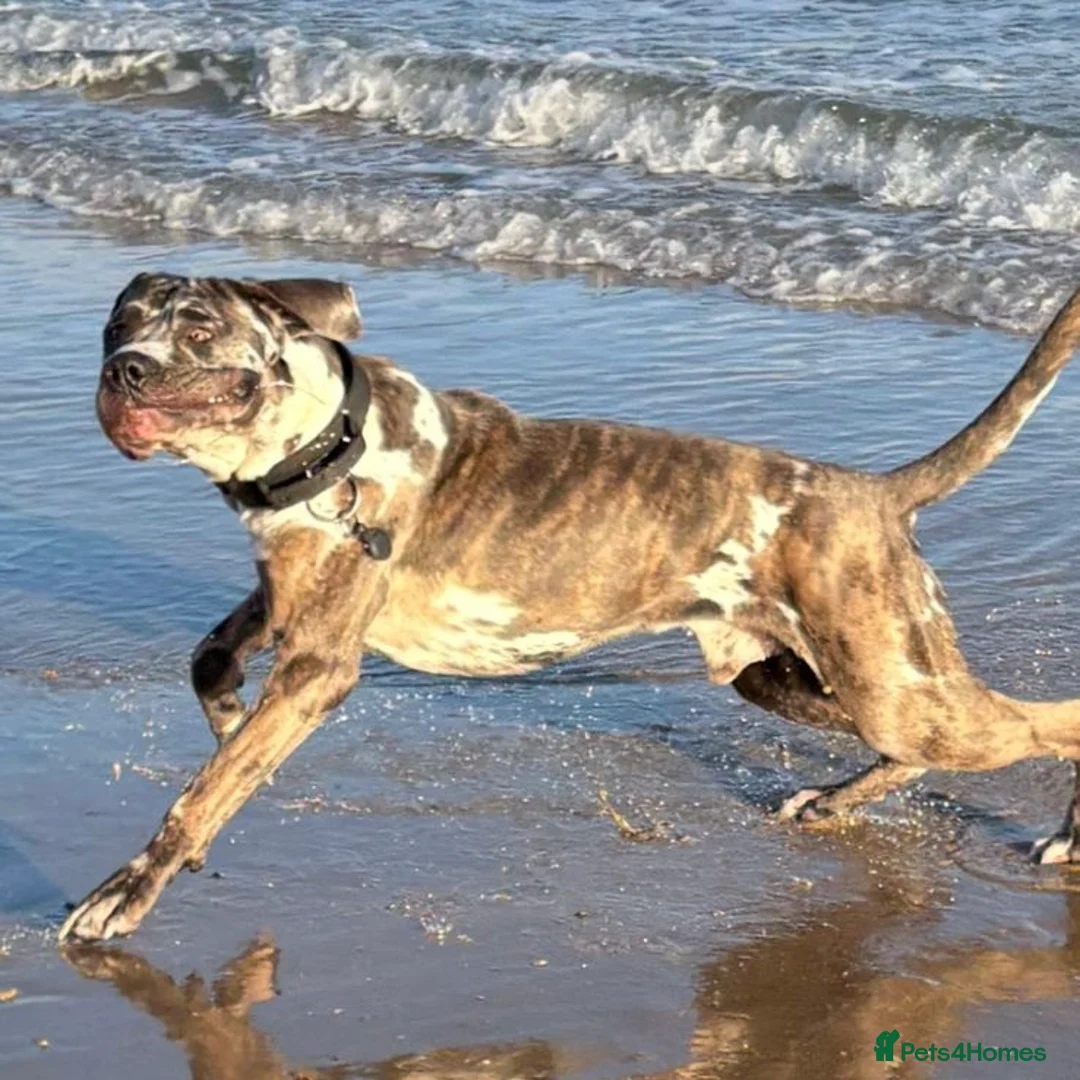 Mixed Breed dogs for adoption: Blue (Cane Corso mix) - Advert 22