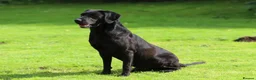 Labrador Retriever dogs for stud: Field Trial Champion, gorgeous black lab stud dog in Bristol - Advert 4