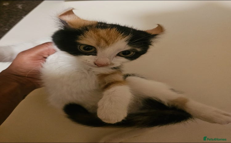 Mixed Breed cats - Advert 2