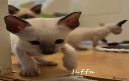 Balinese cats for sale: 8 supersoft purebred GCCF reg Balinese variants - Image 7