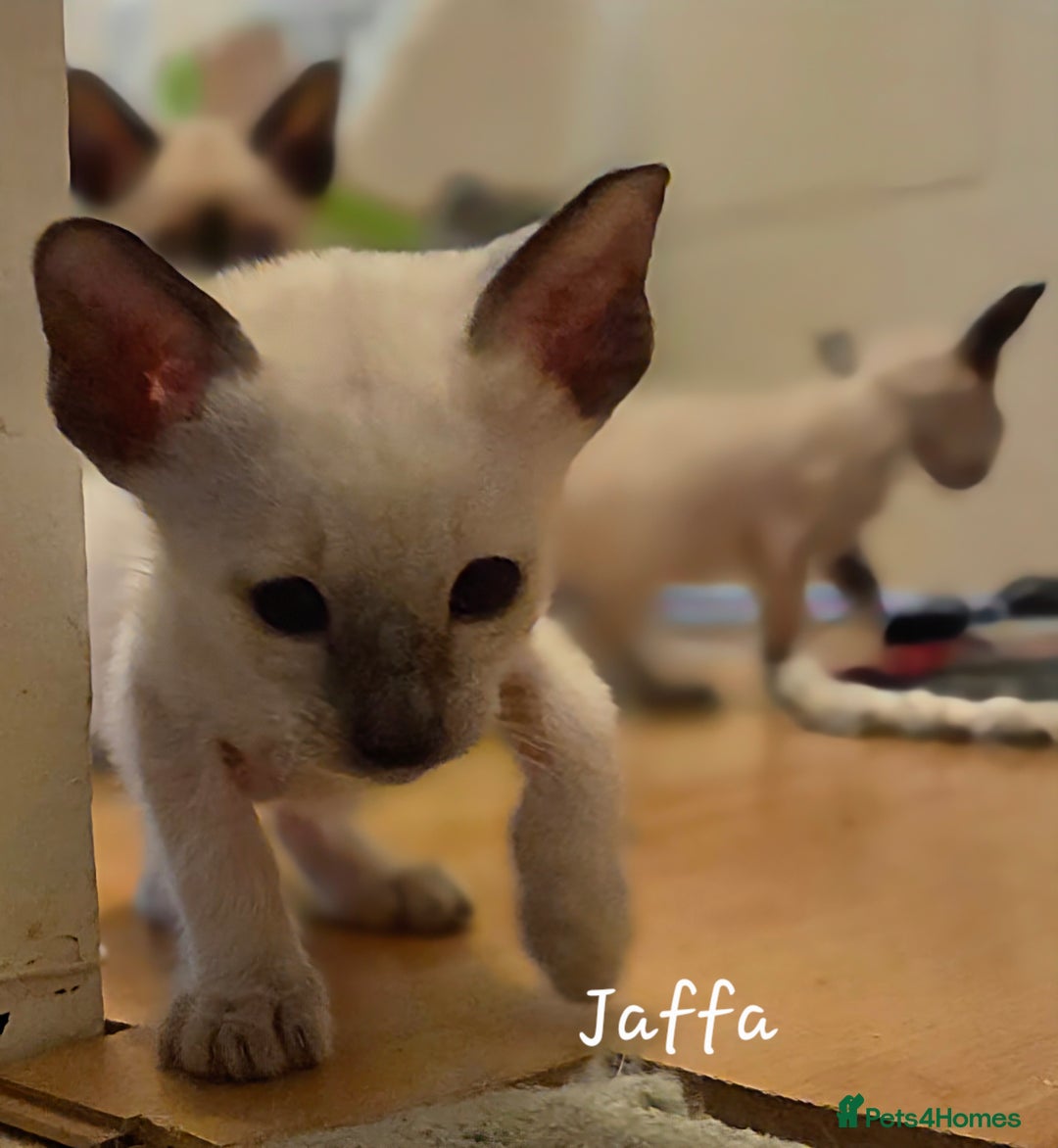 Balinese cats for sale: 8 supersoft purebred GCCF reg Balinese variants - Image 7