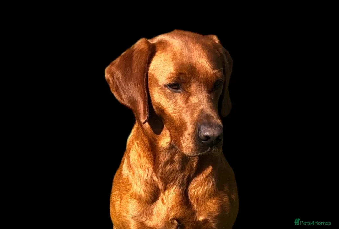 Labrador Retriever dogs for stud: CLAYBROW RED RAMBLER available for Stud (Proven) in Southport - Advert 3