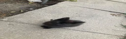 Domestic Shorthair cats for sale: 4 beautiful kittens is ready to go  - Advert 8