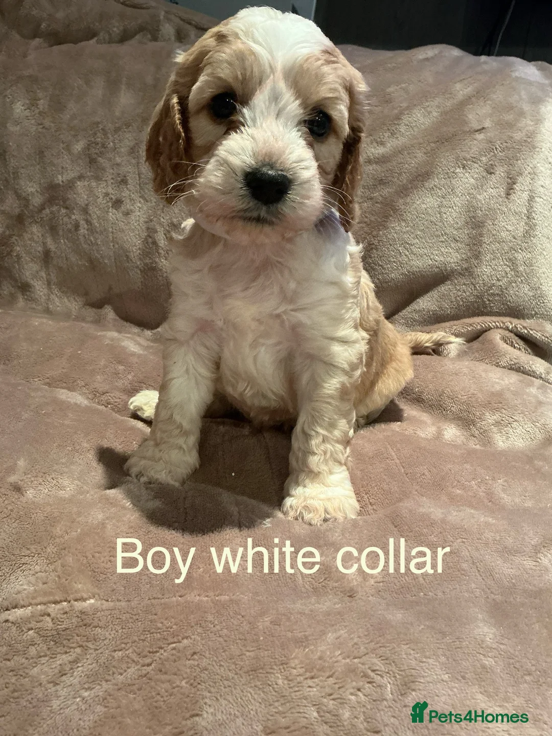 Cockapoo dogs for sale: Beautiful little F1 Cockapoo puppies  - Advert 2