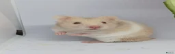 Hamster rodents for sale: ❤❤❤  BABY SYRIAN HAMSTERS ❤❤❤ in Bristol - Advert 3