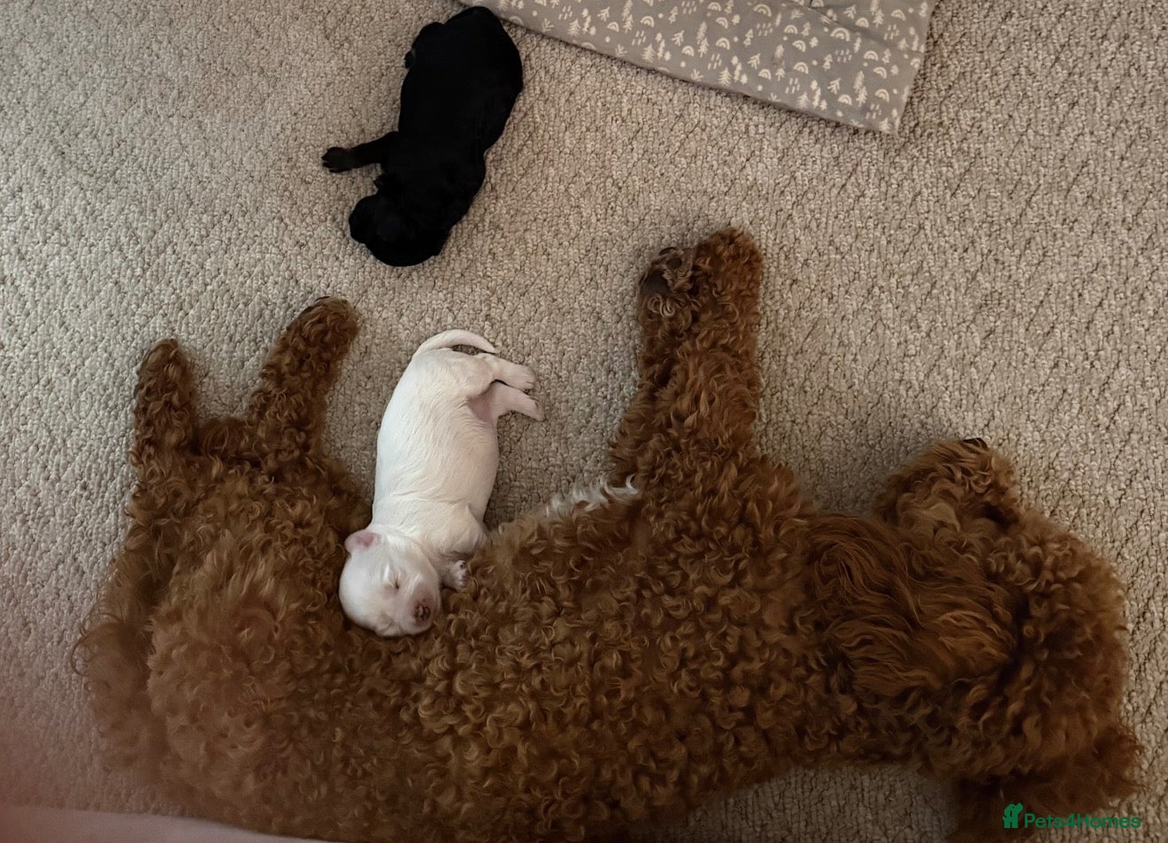 Maltipoo dogs Maltipoo puppies  - Advert 2