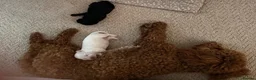 Maltipoo dogs for sale: Maltipoo puppies  - Advert 2