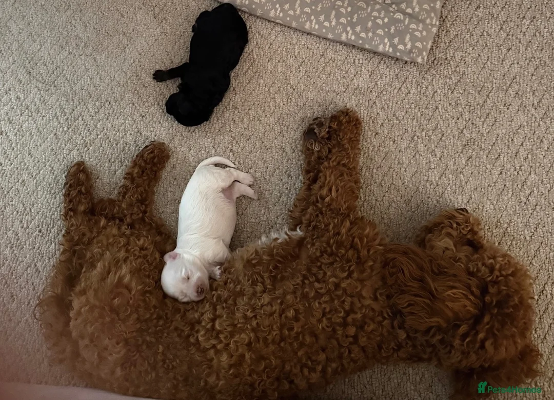 Maltipoo dogs for sale: Maltipoo puppies  - Advert 2
