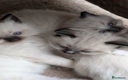 Ragdoll cats for sale: Purebred Ragdoll Kittens - Image 3